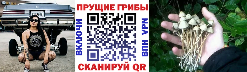 Галлюциногенные грибы ЛСД  Горняк 